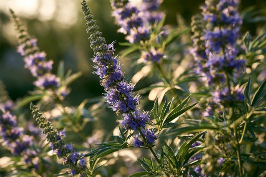 Mönchspfeffer-Strauch mit violetten Blüten in mediterraner Landschaft