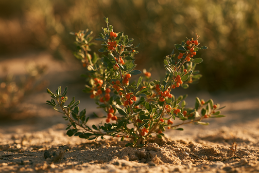 Ashwagandha-Strauch mit Beeren in natürlicher Anbauumgebung